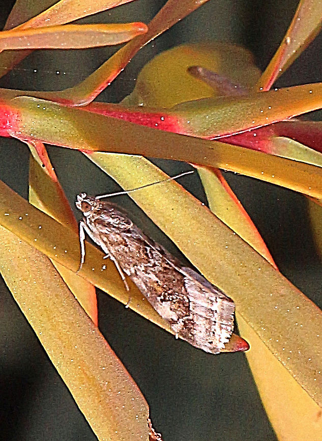 Unidentified moth Wingspan approx 25 mm. Australia,Eamw moth,Geotagged,Winter,unidentified
