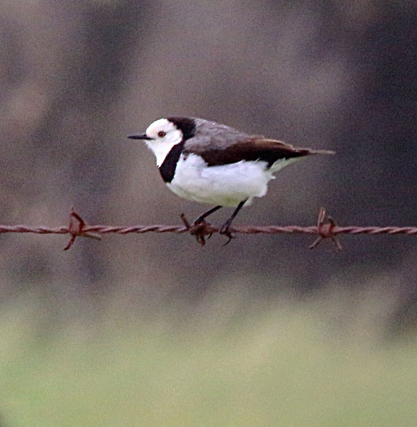 WHITE - fronted chat - Epthianura albifrons  Australia,Eamw birds,Epthianura albifrons,Geotagged,White-fronted chat