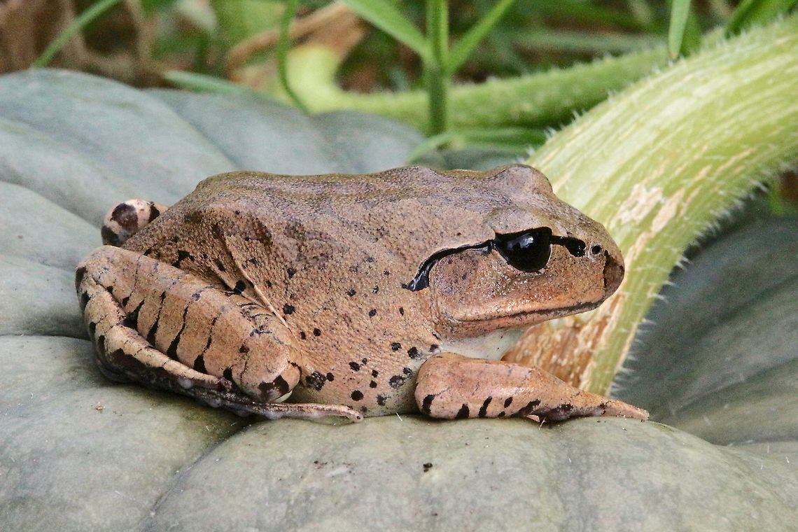 Stuttering frog - Mixophes balbus Found in a vegetable garden near it&rsquo;s natural habitat. Australia,Eamw frogs,Fall,Geotagged,Mixophyes balbus,Stuttering Frog