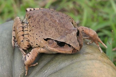 Stuttering frog - Mixophes balbus Found in a vegetable garden near a wet forested area. Australia,Eamw frogs,Fall,Geotagged,Mixophyes balbus,Stuttering Frog