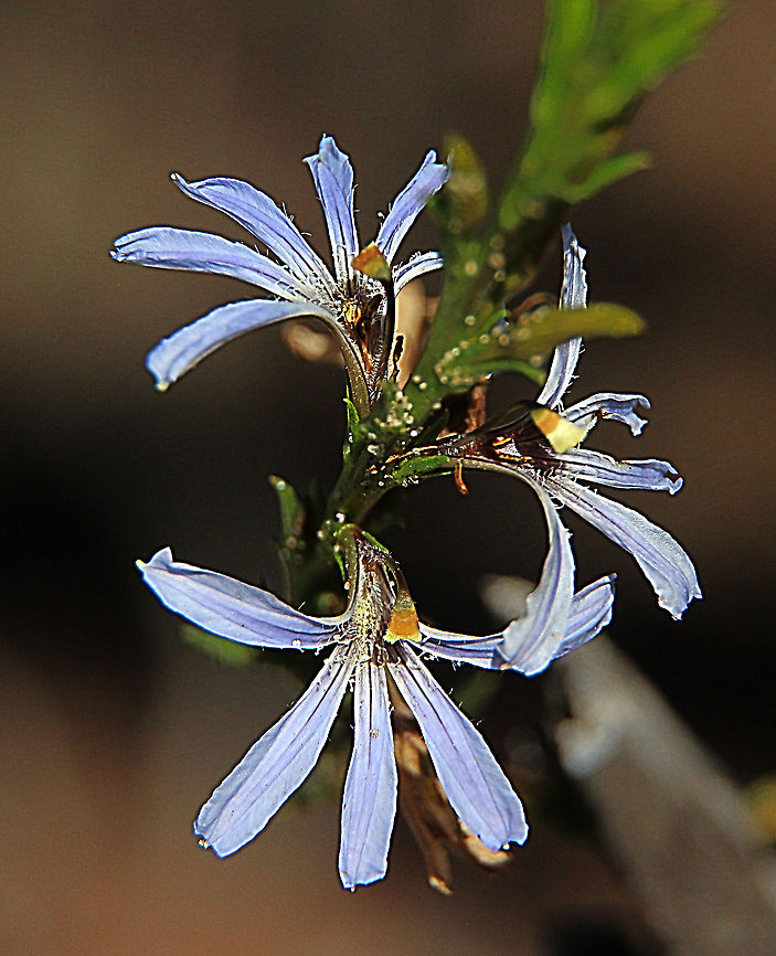 Cushion Fan flower - Scaevola crassifolia  Angled lobelia,Australia,Eamw flora,Geotagged,Lobelia anceps,Scaevola  crassifolia,Scaevola crassifolia,Winter