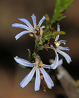 Cushion Fan flower - Scaevola crassifolia Angled lobelia,Australia,Eamw flora,Geotagged,Lobelia anceps,Scaevola crassifolia,Scaevola crassifolia,Winter