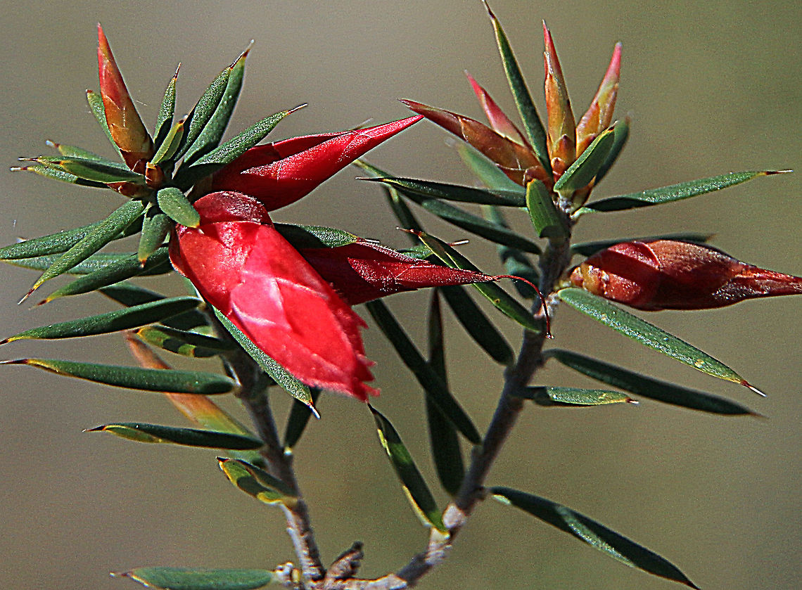 Flame heath - Stenanthera conostephioides  Australia,Eamw,Flame heath,Geotagged,Stenanthera conostephioides,Winter