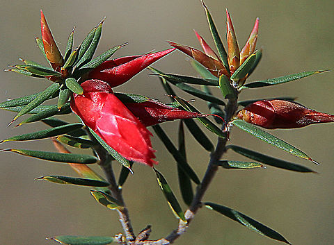 Flame heath - Stenanthera conostephioides  Australia,Eamw,Flame heath,Geotagged,Stenanthera conostephioides,Winter