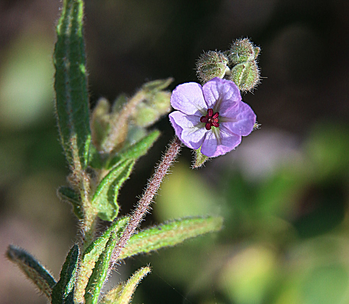 Thomasia petalocalyx  Australia,Eamw,Geotagged,Thomasia petalocalyx,Winter