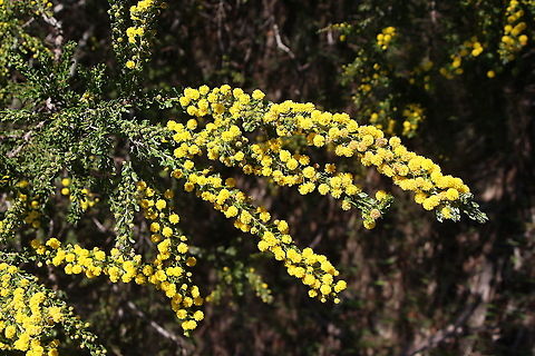 Gold dust wattle - Acacia acinacea  Acacia acinacea,Australia,Eamw,Geotagged,Gold dust wattle,Winter