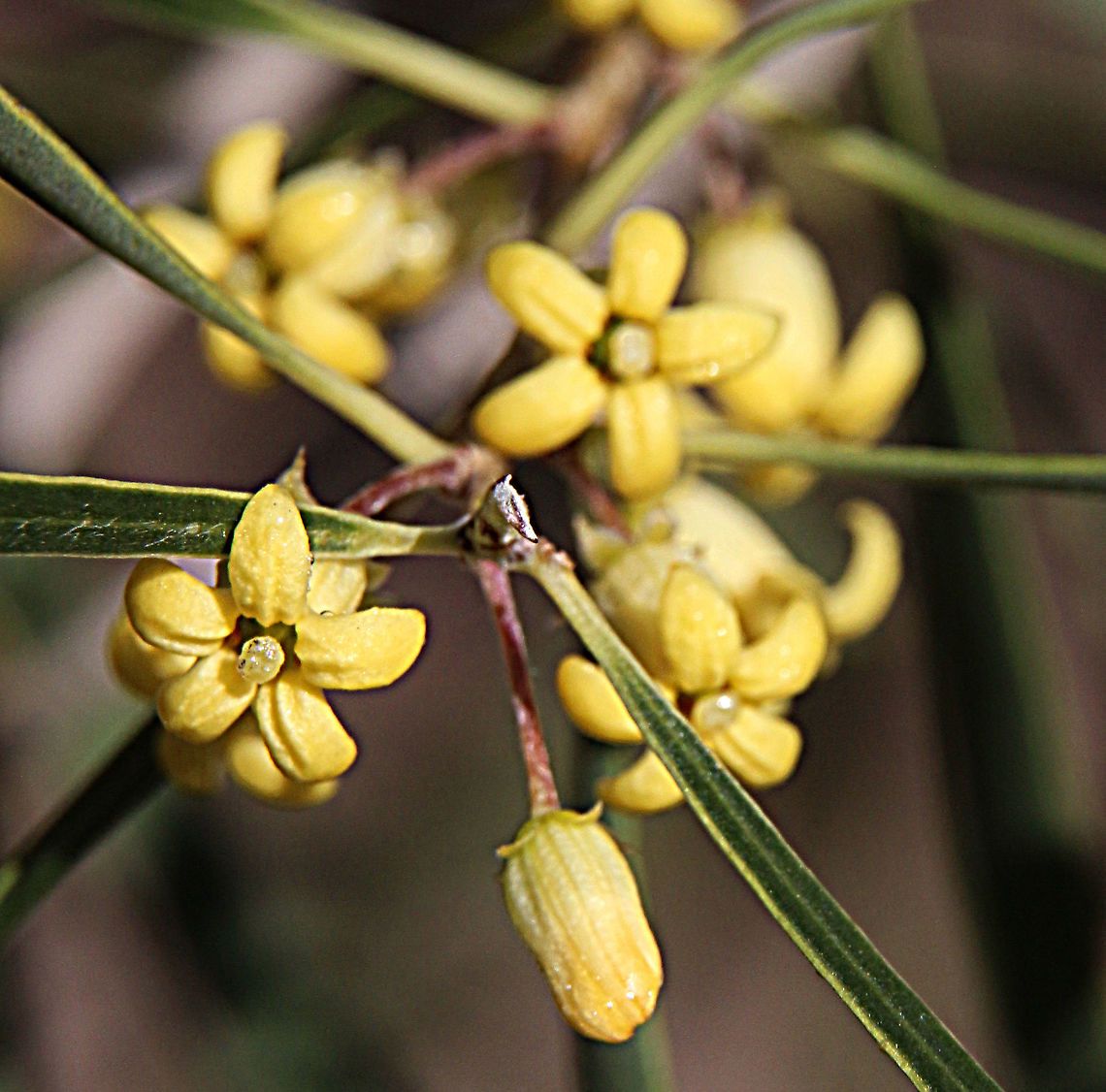 Weeping Pittosporum - Pittosporum angustifolium  Australia,Eamw flora,Geotagged,Pittosporum angustifolium,Weeping Pittosporum,Winter