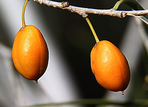 Weeping Pittosporum - Pittosporum angustifolium  ( ripe fruit) The plant is used as bush medicine by Australian native people. Australia,Eamw,Geotagged,Pittosporum angustifolium,Weeping Pittosporum,Winter