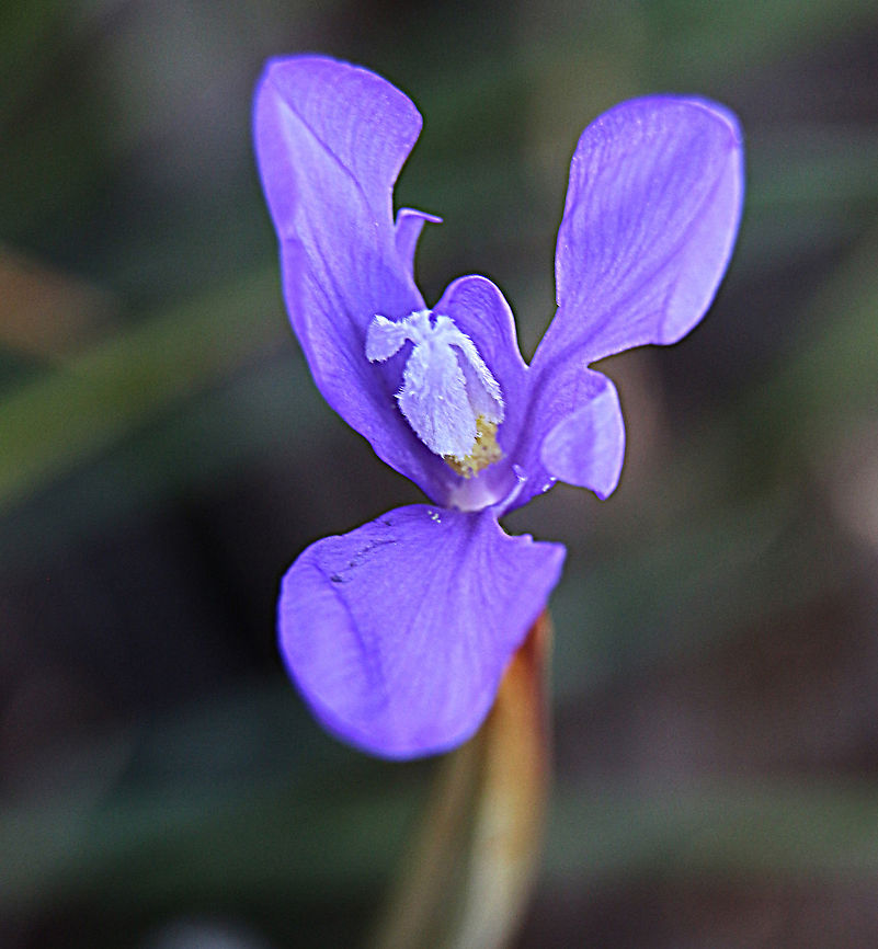 Short purple flag - Patersonia fragilis  Australia,Eamw flora,Geotagged,Patersonia fragilis,Winter