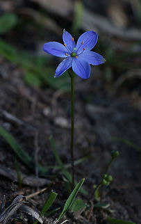 Chamaescilla corymbosa  Australia,Chamaescilla corymbosa,Eamw,Geotagged,Winter