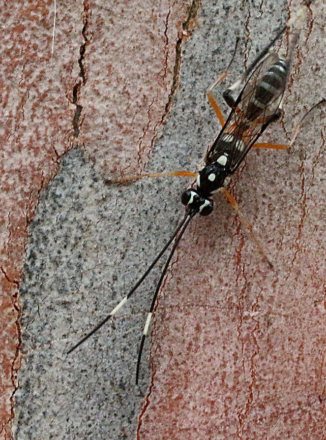 Ichneumon wasp - Glabridorsum stokesii Observed running up and down on a eucalyptus tree, most likely looking for caterpillars. Armyworm Parasitoid Wasp,Australia,Eamw wasps,Geotagged,Glabridorsum stokesii,Ichneumon promissorius