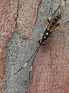 Ichneumon wasp - Glabridorsum stokesii Observed running up and down on a eucalyptus tree, most likely looking for caterpillars. Australia,Geotagged,Glabridorsum stokesii,Oriental fruit moth parasite wasp,parasitoid wasp