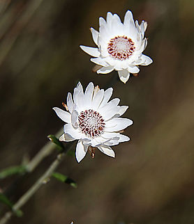 Blunt-leaved everlasting - Argentipallium obtusifolium Only about 20 cm tall but still very showy and in South Australia one of the first everlasting daisies to flower forward the end of winter. Argentipallium obtusifolium,Australia,Eamw,Geotagged,Winter