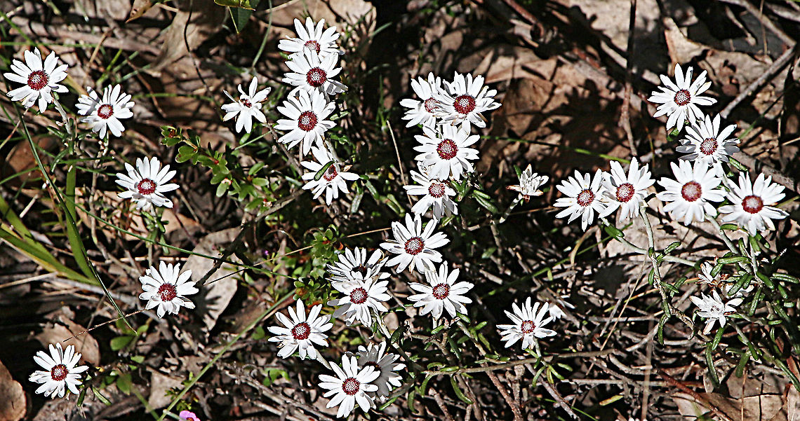 Bound-leaved everlasting daisies - Argentipallium obtrusifolium  Australia,Eamw flora,Geotagged,Winter
