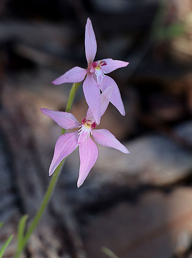 Pink Fairy orchid - Caladenia latifolium  Australia,Caladenia latifolia,Eamw,Geotagged,Pink Fairy Orchid,Winter