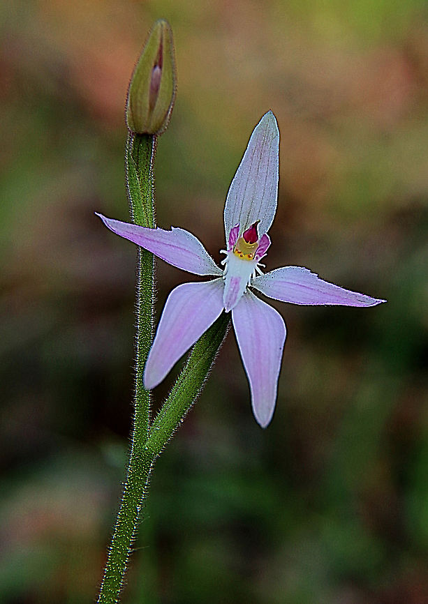 Pink Fairy orchid - Caladenia latifolia  Aldinga scrub conservation park,Australia,Caladenia latifolia,Eamw flora,Geotagged,Orchids August,Pink Fairy Orchid,Winter