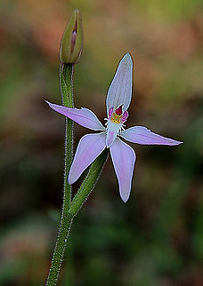 Pink Fairy orchid - Caladenia latifolia  Aldinga scrub conservation park,Australia,Caladenia latifolia,Eamw flora,Geotagged,Orchids August,Pink Fairy Orchid,Winter