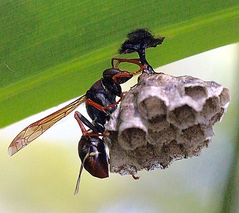 Common Large Paper Wasp - Polistes variabilis Building its nest under under a banana leaf. Australia,Eamw wasps,Geotagged,Polistes variabilis,Yellow-zoned Paper Wasp