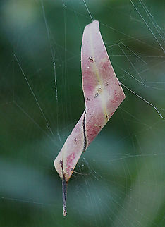 Unidentified leaf curling spider retreat. For this one a eucalyptus leaf was the most suitable. Australia,Eamw spiders,Geotagged