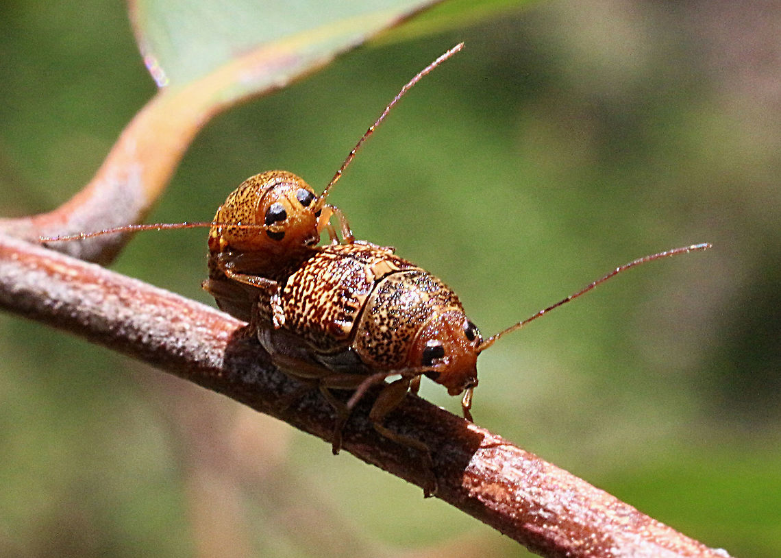 Unidentified leaf beetles mating.  (Cryptocephalini )  Australia,Eamw,Eamw beetles,Geotagged