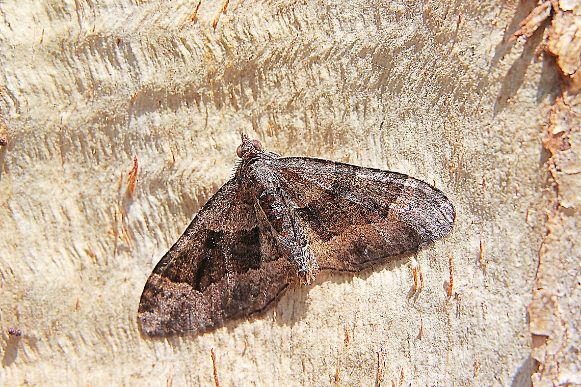 Unidentified but possibly genus Xanthorhoe Found hiding under bark. Australia,Eamw moth,Geotagged,Winter,unidentified