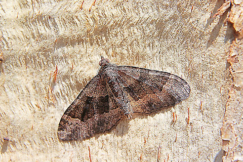 Unidentified but possibly genus Xanthorhoe Found hiding under bark. Australia,Eamw moth,Geotagged,Winter,unidentified