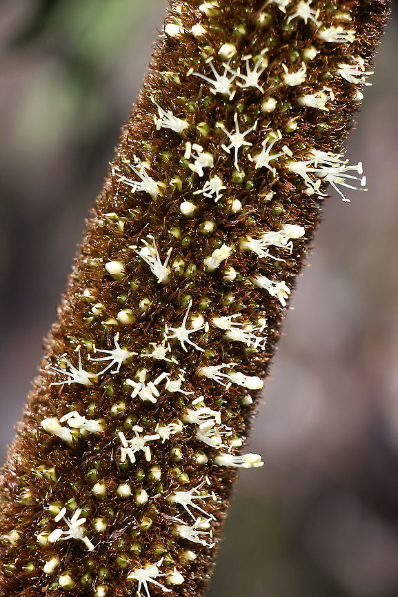 Tufted grass tree - Xanthorrhoea semiplana Small section of flower spike. Australia,Eamw flora,Geotagged,Winter,Xanthorrhoea semiplana