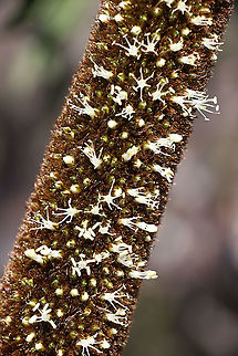 Tufted grass tree - Xanthorrhoea semiplana Small section of flower spike. Australia,Eamw flora,Geotagged,Winter,Xanthorrhoea semiplana