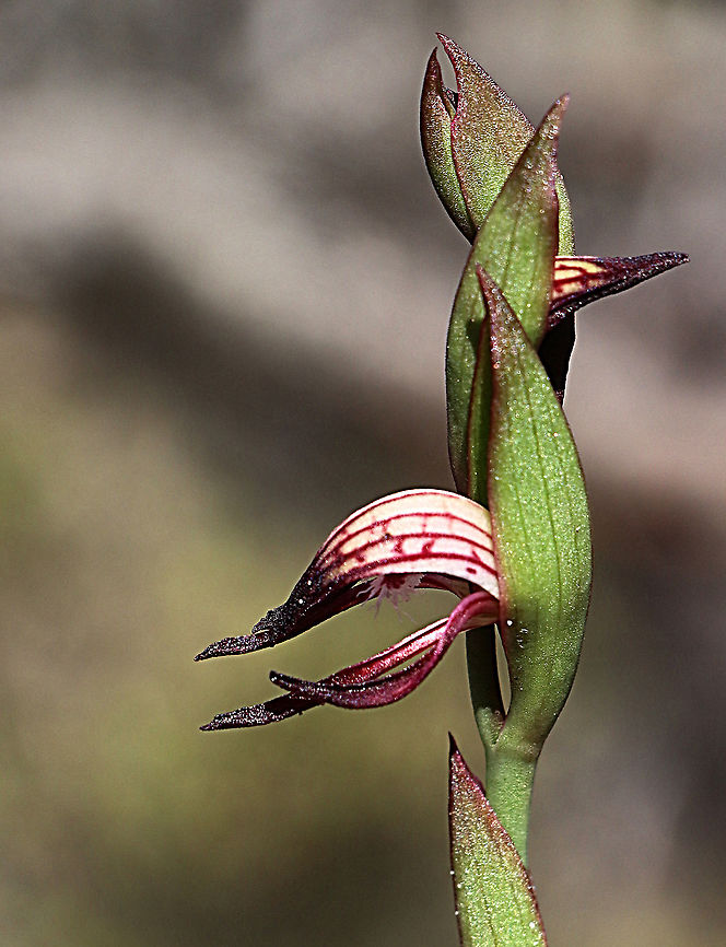 Red beak orchid - Pyrorchis nigiricans  Australia,Eamw flora,Eamw orchids,Geotagged,Orchids August,Pyrorchis nigricans,Red beaks,Winter