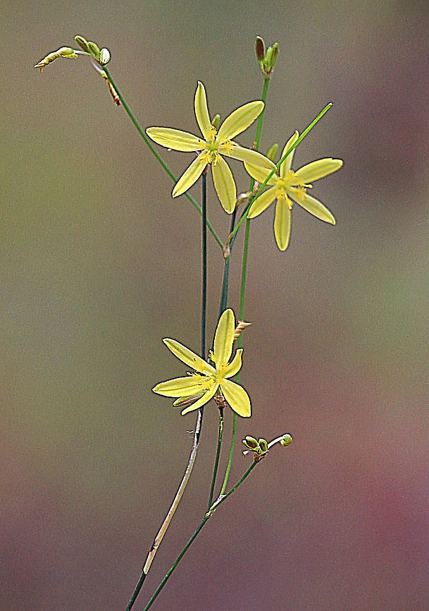 Yellow Autumn Lily - Tricoryne elatior b  Australia,Eamw flora,Geotagged,Tricoryne elatior,Yellow Autumn Lilyeamw flora