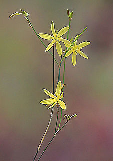 Yellow Autumn Lily - Tricoryne elatior b  Australia,Eamw flora,Geotagged,Tricoryne elatior,Yellow Autumn Lilyeamw flora
