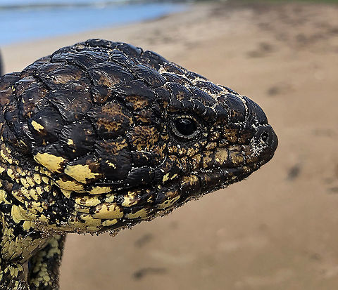Bobtail Skink closeup.  Australia,Bobtail Skink,Eamw skinks,Geotagged,Tiliqua rugosa,Winter