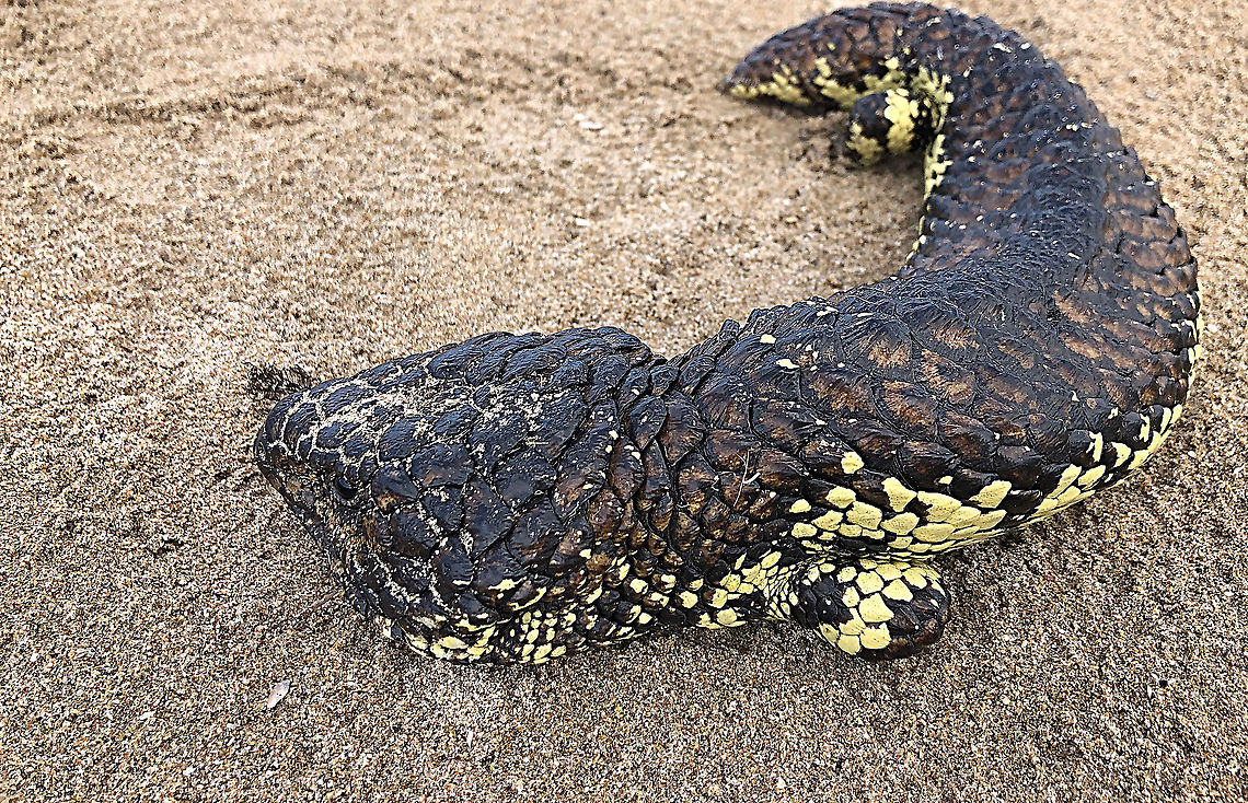 Bobtail Skink - Tiliqua rugosa This one I spotted on my daily morning beach walk . The strip of dry land between the beach and road is only around15 metres and I never expected to find a Bobtail Skink there. Australia,Bobtail Skink,Eamw skinks,Geotagged,Tiliqua rugosa,Winter