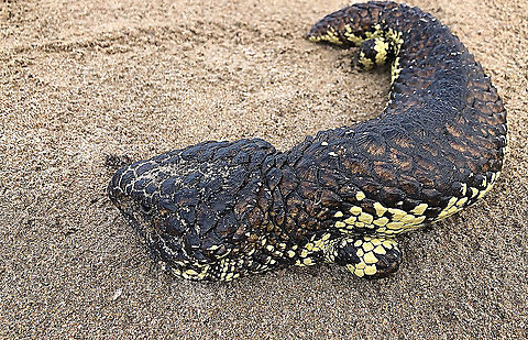 Bobtail Skink - Tiliqua rugosa This one I spotted on my daily morning beach walk . The strip of dry land between the beach and road is only around15 metres and I never expected to find a Bobtail Skink there. Australia,Bobtail Skink,Eamw skinks,Geotagged,Tiliqua rugosa,Winter
