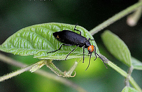 Epicauta hirticornis