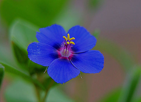 Scarlet pimpernel (blue form) Lysimachia arvensis A very showy little flower growing in coastal heath land. Anagallis arvensis,Australia,Eamw flora,Geotagged,Lysimachia arvensis,Scarlet pimpernel,Winter