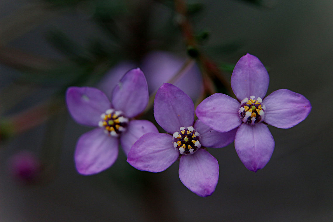 Slender Boronia - Boronia filifolia Closeup of flowers Australia,Boronia filifolia,Eamw flora,Geotagged,Slender boronia,Winter