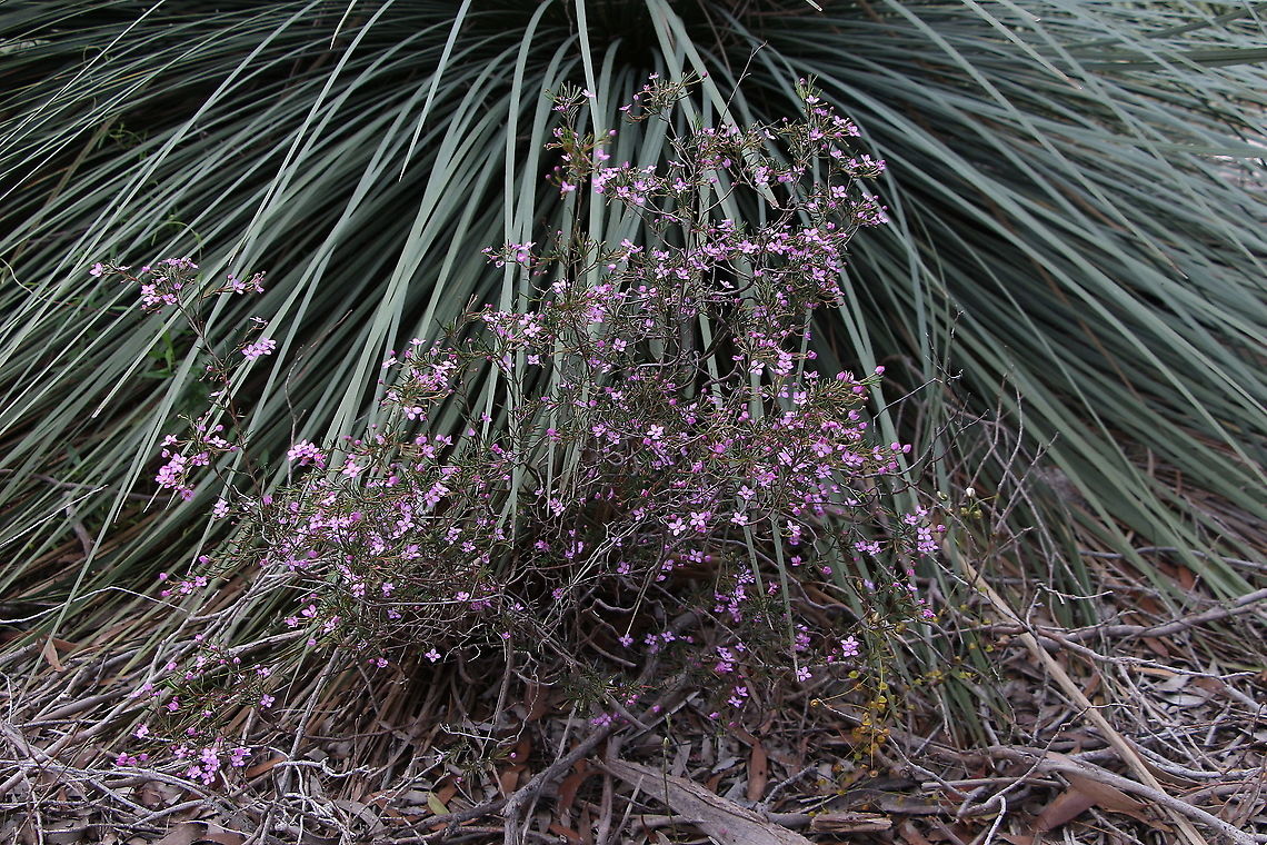 Slender Boronia - Boronia filifolia Slender boronia - Boronia filifolia growing beside a grass tree in coastal heathland. Australia,Boronia filifolia,Eamw flora,Geotagged,Slender boronia,Winter
