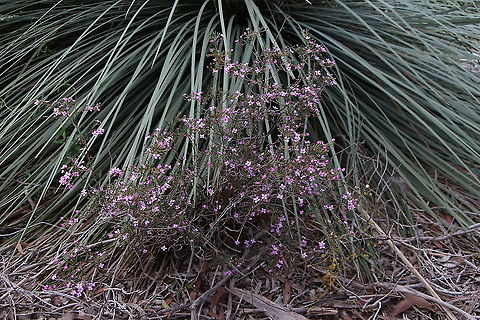 Slender Boronia - Boronia filifolia Slender boronia - Boronia filifolia growing beside a grass tree in coastal heathland. Australia,Boronia filifolia,Eamw flora,Geotagged,Slender boronia,Winter