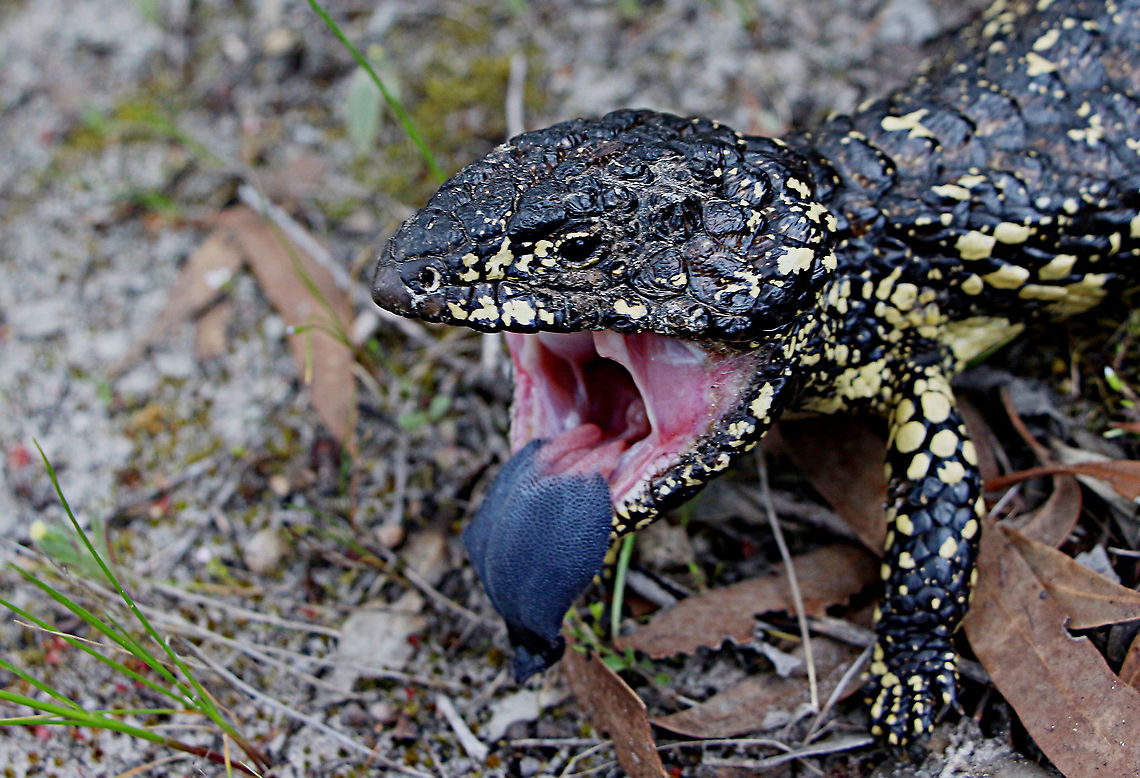 Bobtail Skink - Tiliqua rugosa (threatening posture) All the Bobtail Skinks are Waking up as the temperature is climbing fast from winter temperatures around 14 c daytime to 28 c today. This one told me to go away and leave it alone. Australia,Bobtail Skink,Eamw skinks,Geotagged,Tiliqua rugosa,Winter