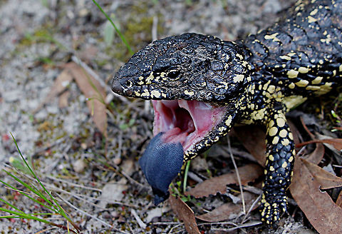 Bobtail Skink - Tiliqua rugosa (threatening posture) All the Bobtail Skinks are Waking up as the temperature is climbing fast from winter temperatures around 14 c daytime to 28 c today. This one told me to go away and leave it alone. Australia,Bobtail Skink,Eamw skinks,Geotagged,Tiliqua rugosa,Winter