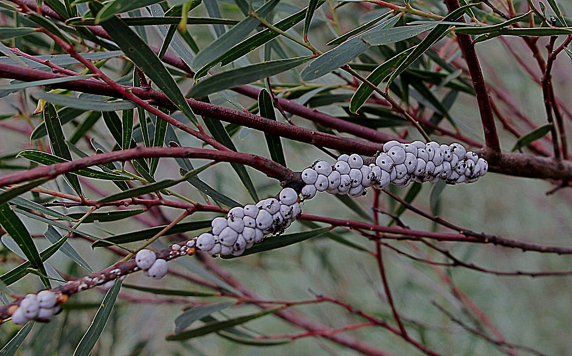 Wattle Tick Scale - Cryptes baccatus  Australia,Cryptes baccatus,Eamw scale insects,Geotagged,Wattle Tick Scale,Winter