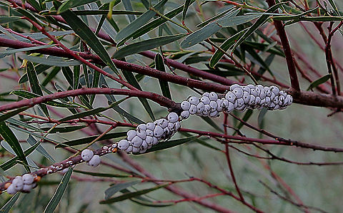 Wattle Tick Scale - Cryptes baccatus  Australia,Cryptes baccatus,Eamw scale insects,Geotagged,Wattle Tick Scale,Winter