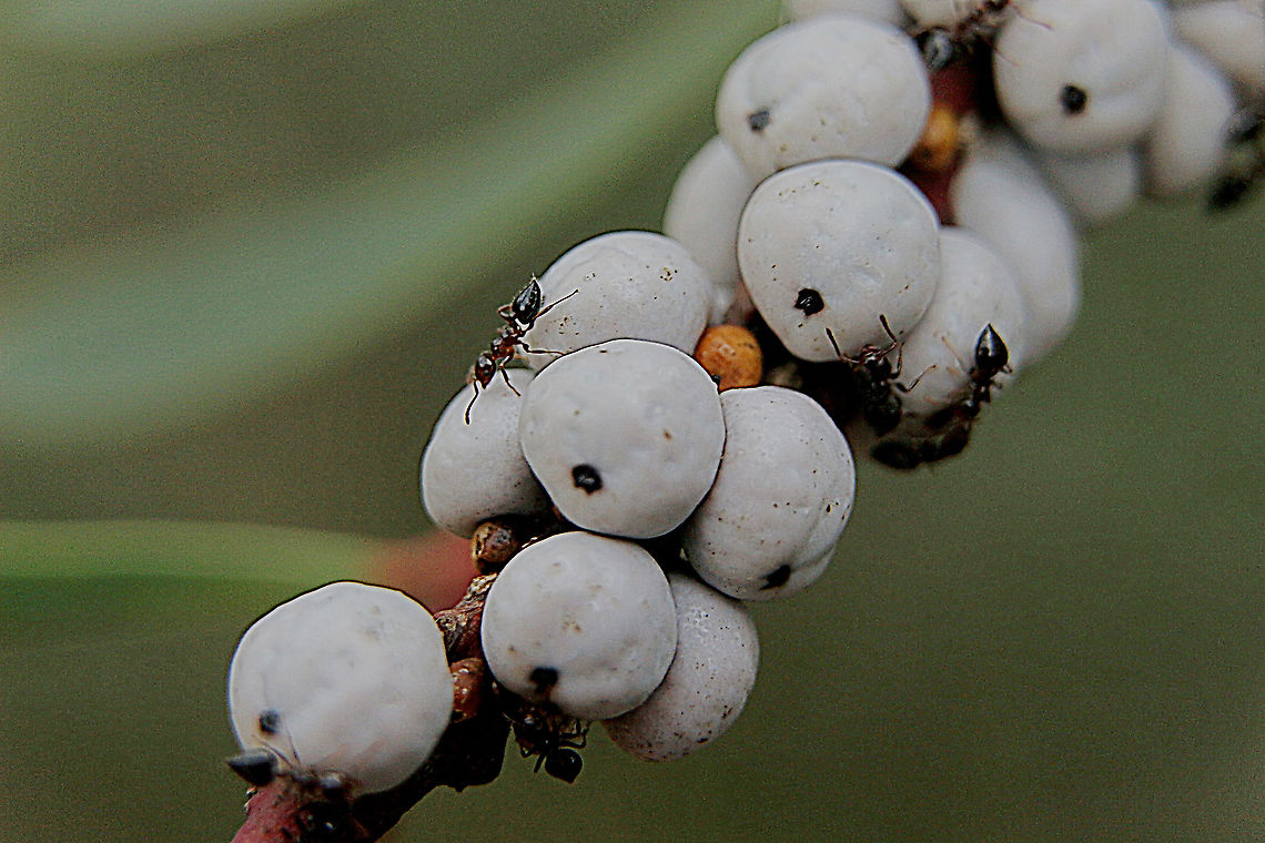 Wattle Tick Scale - Cryptes baccatus Unidentified ants in attendance. Australia,Cryptes baccatus,Eamw scale insects,Geotagged,Wattle Tick Scale,Winter