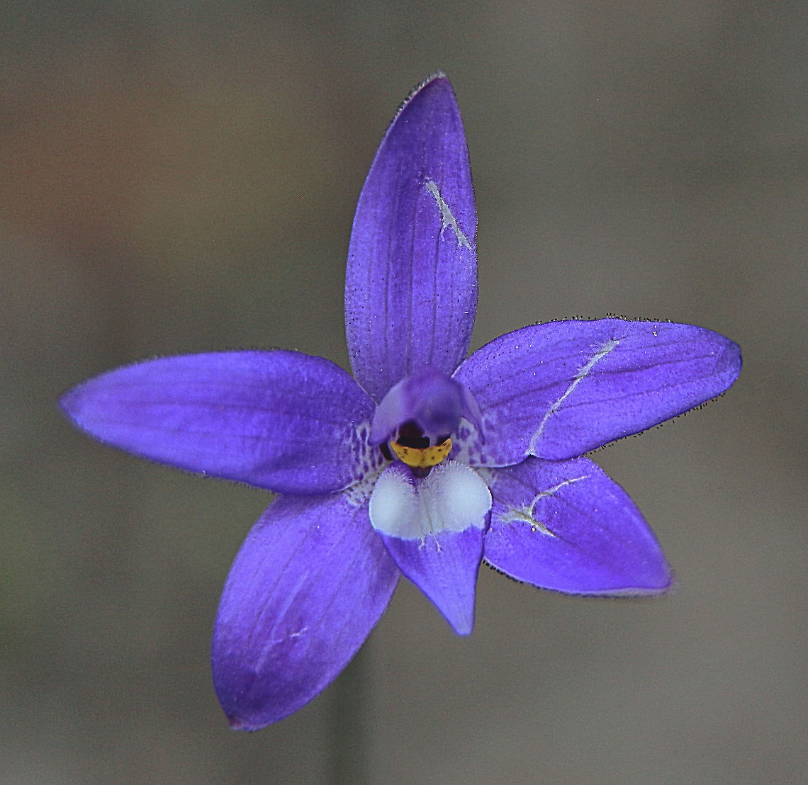 Waxlip orchid - Glossodia major Colour variance  Australia,Eamw flora,Eamw orchids,Geotagged,Glossodia major,Newland head conservation park SA,Orchid September,Waxlip orchid,Winter