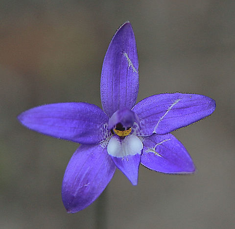 Waxlip orchid - Glossodia major Colour variance  Australia,Eamw flora,Eamw orchids,Geotagged,Glossodia major,Newland head conservation park SA,Orchid September,Waxlip orchid,Winter