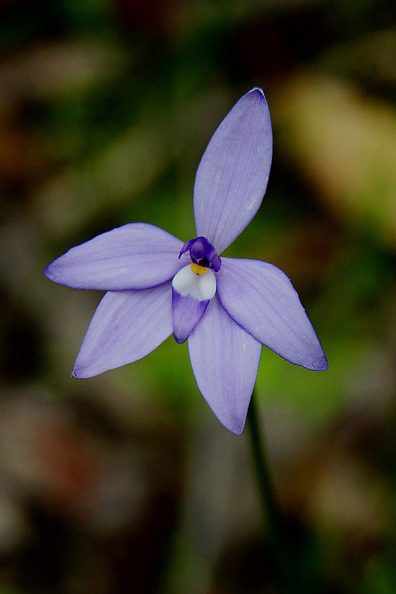 Glossodia major  Australia,Eamw flora,Eamw orchids,Geotagged,Glossodia major,Newland head conservation park SA,Orchids September,Waxlip orchid,Winter
