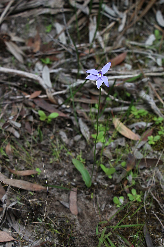 Waxlip orchid - Glossodia major Only has one single leaf and the stem is approximately 20 Cm high. Australia,Eamw flora,Eamw orchids,Geotagged,Newland head conservation park SA,Orchids September,Waxlip orchid,Winter