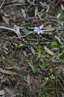 Waxlip orchid - Glossodia major Only has one single leaf and the stem is approximately 20 Cm high. Australia,Eamw flora,Eamw orchids,Geotagged,Newland head conservation park SA,Orchids September,Waxlip orchid,Winter