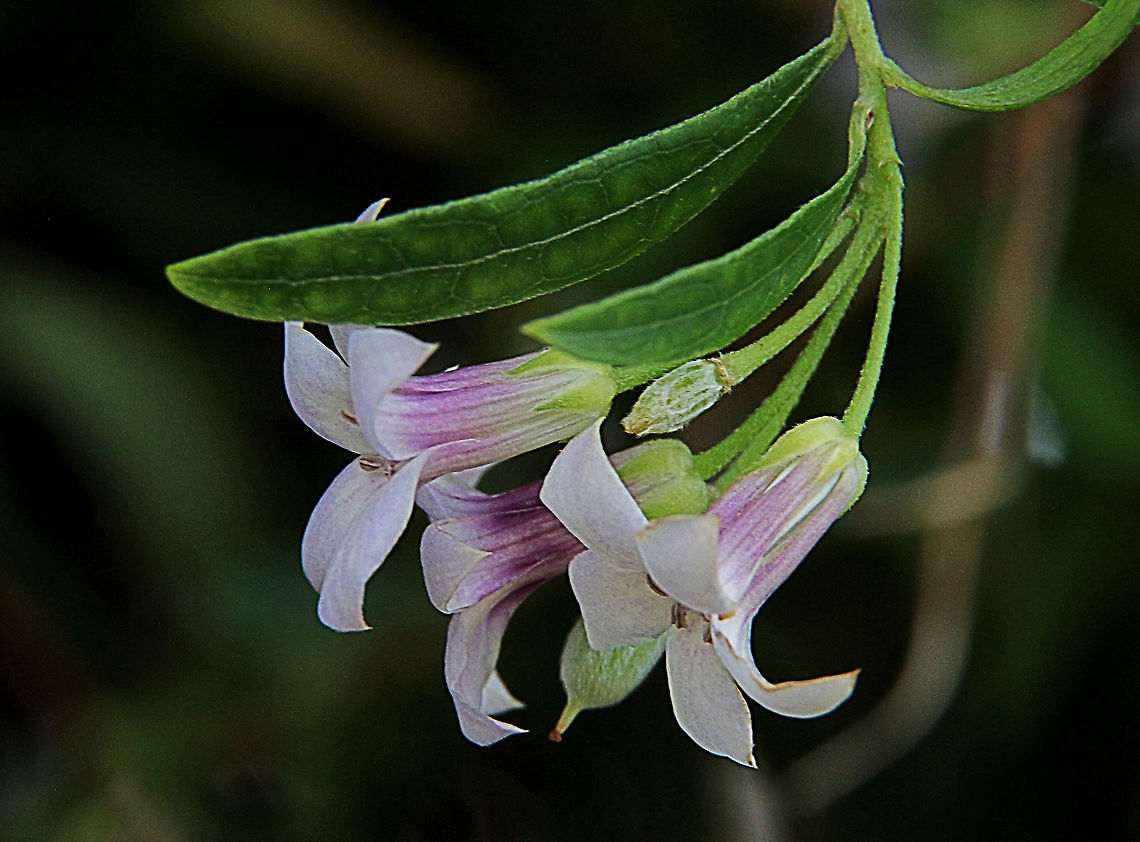 Sweet apple- berry - Billardiera cymosa This species is more blue in appearance then Billardiera scandens fro Nsw and Vic. Australia,Billardiera cymosa,Eamw flora,Geotagged,Sweet apple-berry,Winter